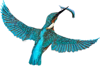 Logo - KingfisherDecor_Bird.png